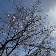 ヒメ日記 2026/03/28 08:30 投稿 心春（こはる） 人妻恋愛サークル