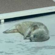 ヒメ日記 2025/03/19 10:30 投稿 麗（うる） 男爵