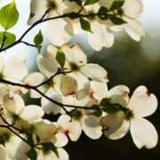 けい 夏も近づく… 奥鉄オクテツ和歌山