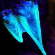 天花寺（てんかじ） 🆙極液で感度Ｍ〇X チューリップ福井別館