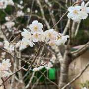 ヒメ日記 2025/03/12 15:00 投稿 みちる 鹿児島ちゃんこ 薩摩川内店