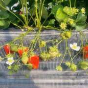 ヒメ日記 2025/04/11 23:32 投稿 みちる 鹿児島ちゃんこ 薩摩川内店