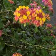 ヒメ日記 2025/03/19 18:34 投稿 みさき ルネッサンス