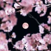 ヒメ日記 2025/04/23 22:14 投稿 みさき ルネッサンス