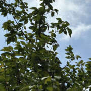 ヒメ日記 2025/10/08 13:00 投稿 あきほ 奥鉄オクテツ東京店（デリヘル市場）