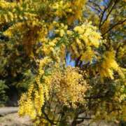 ヒメ日記 2025/04/15 07:18 投稿 マリア ヴィーナス(金津園)