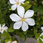 ヒメ日記 2025/06/08 09:33 投稿 マリア ヴィーナス(金津園)