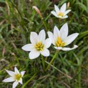 ヒメ日記 2025/06/10 07:42 投稿 マリア ヴィーナス(金津園)