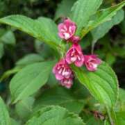 ヒメ日記 2025/06/18 07:12 投稿 マリア ヴィーナス(金津園)
