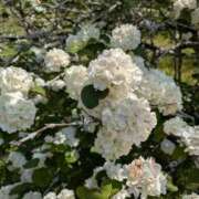 ヒメ日記 2025/07/04 06:57 投稿 マリア ヴィーナス(金津園)