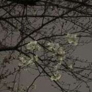 ヒメ日記 2025/03/28 21:13 投稿 ゆうみ チューリップ土浦店