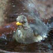 ヒメ日記 2025/04/20 08:20 投稿 ゆうみ チューリップ土浦店