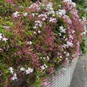 ヒメ日記 2025/04/30 10:50 投稿 ゆうみ チューリップ土浦店