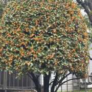 ヒメ日記 2025/10/28 12:16 投稿 ゆうみ チューリップ土浦店