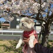 ヒメ日記 2025/05/28 13:53 投稿 いちか【「S」ディプロマ保持者】 たっぷりHoneyoilSPA福岡中洲店