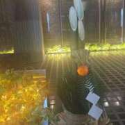 ヒメ日記 2025/01/01 15:53 投稿 えま 横浜しこたまクリニック