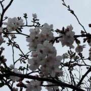 ヒメ日記 2025/03/27 15:29 投稿 えま 横浜しこたまクリニック