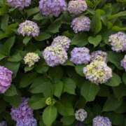 ヒメ日記 2026/06/19 16:33 投稿 えま 横浜しこたまクリニック