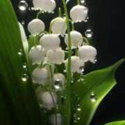 ヒメ日記 2025/03/03 07:37 投稿 山岡鈴蘭 ローテンブルク