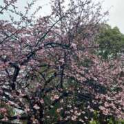 ヒメ日記 2025/03/19 08:08 投稿 山岡鈴蘭 ローテンブルク