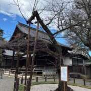 ヒメ日記 2025/03/21 08:50 投稿 山岡鈴蘭 ローテンブルク