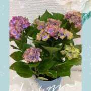 ヒメ日記 2025/05/17 23:33 投稿 山岡鈴蘭 ローテンブルク