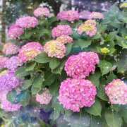 ヒメ日記 2025/06/09 09:35 投稿 山岡鈴蘭 ローテンブルク