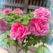 ヒメ日記 2025/09/15 06:30 投稿 山岡鈴蘭 ローテンブルク