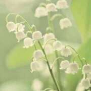 ヒメ日記 2025/09/15 09:45 投稿 山岡鈴蘭 ローテンブルク