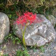 ヒメ日記 2025/09/24 22:04 投稿 山岡鈴蘭 ローテンブルク