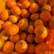 ヒメ日記 2025/12/01 10:30 投稿 山岡鈴蘭 ローテンブルク