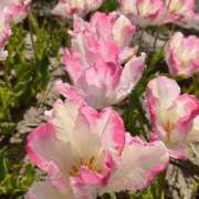 ヒメ日記 2025/04/30 10:22 投稿 安西ふうか 大人のエッチなエステ