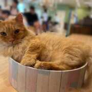 ヒメ日記 2025/09/16 18:00 投稿 うらら 奥鉄オクテツ東京店（デリヘル市場）