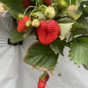 ヒメ日記 2026/03/17 21:30 投稿 うらら 奥鉄オクテツ東京店（デリヘル市場）