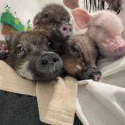 ヒメ日記 2026/03/03 21:00 投稿 うらら 奥鉄オクテツ神奈川店（デリヘル市場グループ）