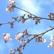 さとみ (*^^*) 美人百華（びじんひゃっか）