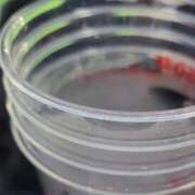 ヒメ日記 2025/04/23 09:29 投稿 絃葉(いとは) 人妻城 横浜本店