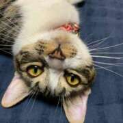 ヒメ日記 2025/07/14 08:45 投稿 絃葉(いとは) 人妻城 横浜本店