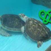 ヒメ日記 2026/01/18 18:48 投稿 絃葉(いとは) 人妻城 横浜本店