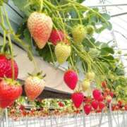 ヒメ日記 2026/04/11 12:18 投稿 みおな 人妻倶楽部 内緒の関係 川越店