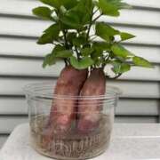 ヒメ日記 2025/10/06 17:19 投稿 ほのか sweet kiss