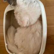 ヒメ日記 2026/01/13 03:19 投稿 ほのか sweet kiss