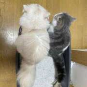 ヒメ日記 2026/02/10 00:39 投稿 ほのか sweet kiss