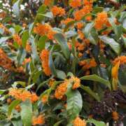 ヒメ日記 2025/11/06 20:24 投稿 らむ 横浜モンデミーテ（シンデレラグループ）