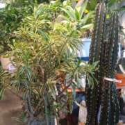 ヒメ日記 2025/08/20 17:57 投稿 かなで 脱がされたい人妻 町田・相模原店