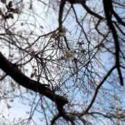 ヒメ日記 2025/03/27 10:40 投稿 さくら ミラー