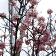 ヒメ日記 2025/04/02 10:57 投稿 さくら ミラー