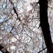 ヒメ日記 2025/04/08 10:26 投稿 さくら ミラー