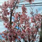 ヒメ日記 2026/04/01 11:08 投稿 さくら ミラー