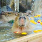 ヒメ日記 2024/12/21 23:46 投稿 ひなた ミラー